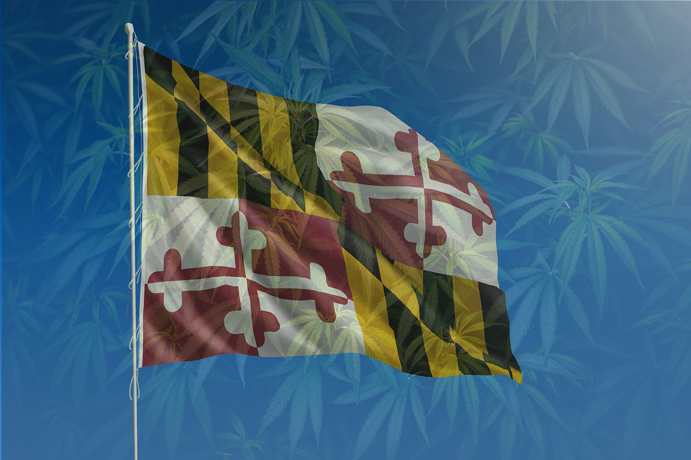 Maryland flag with overlay of cannabis leaves