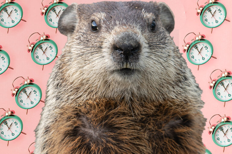 A Groundhog in front of clocks